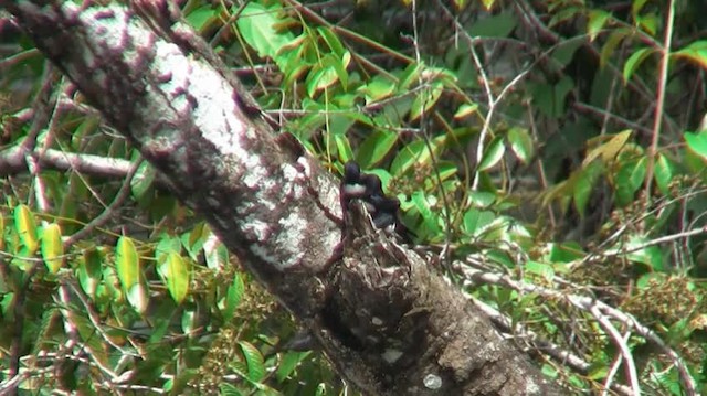 White-banded Swallow - ML200883641