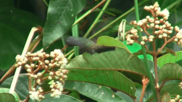 kolibřík bělobradý - ML200883651
