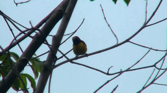 White-vented Euphonia - ML200883671