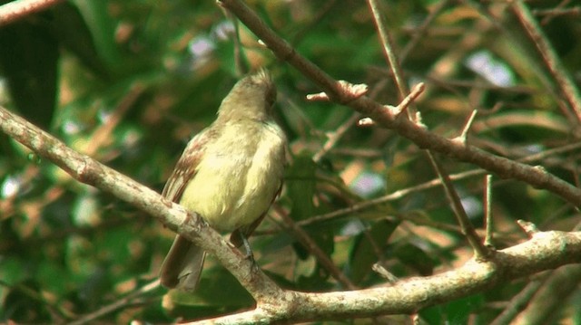 Yellow-bellied Elaenia - ML200883711