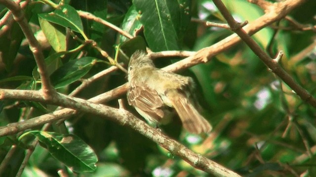 Yellow-bellied Elaenia - ML200883721