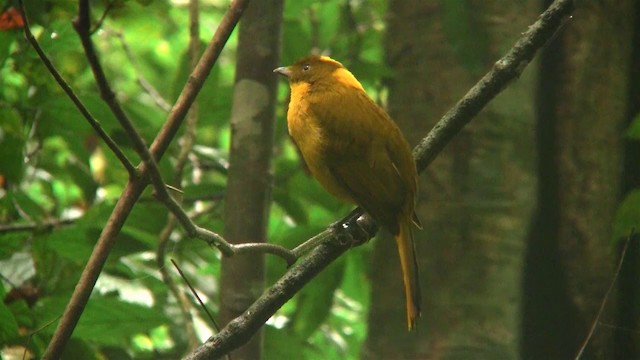 Golden Bowerbird - ML200883731