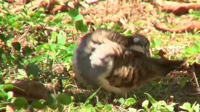 Squatter Pigeon - ML200883751