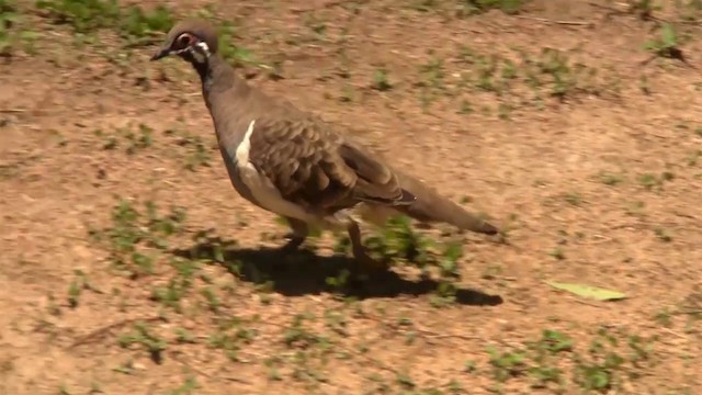 Squatter Pigeon - ML200883761