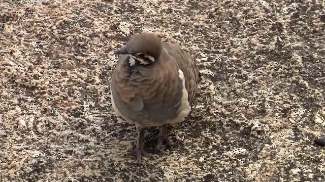 Squatter Pigeon - ML200883771