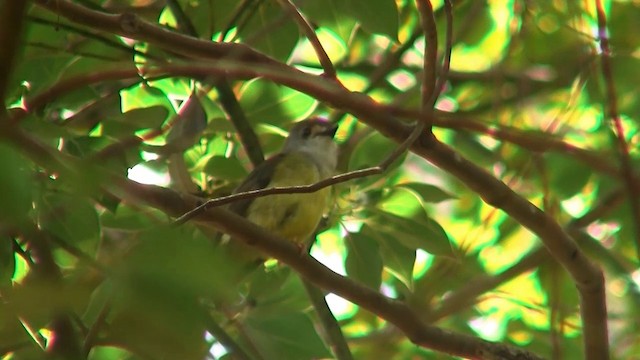 Pale-yellow Robin - ML200883781