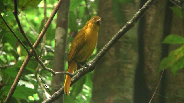 Golden Bowerbird - ML200883811