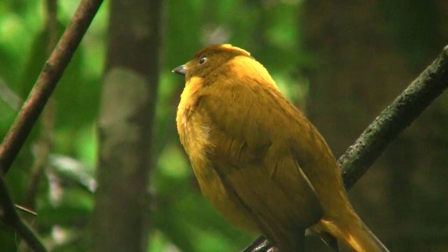 Golden Bowerbird - ML200883821