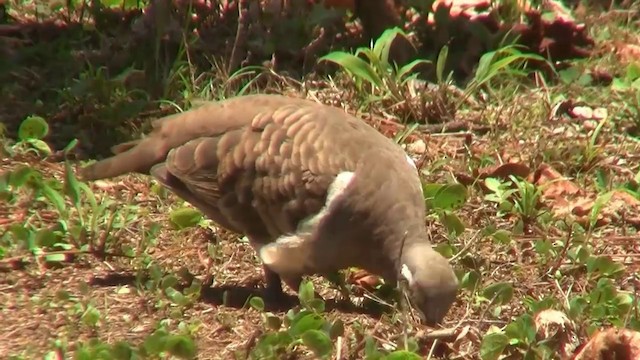 Squatter Pigeon - ML200883831