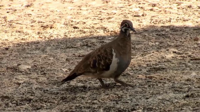 Squatter Pigeon - ML200883841