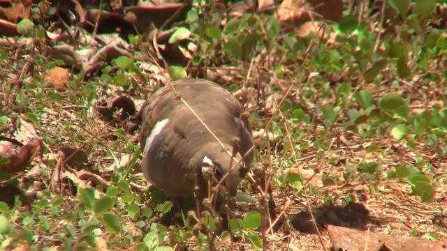 Squatter Pigeon - ML200883911