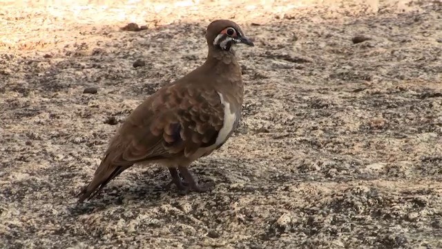 Squatter Pigeon - ML200883921