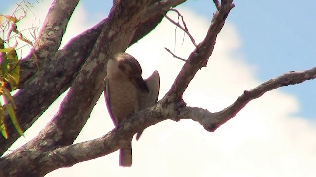 Blue-winged Kookaburra - ML200883951