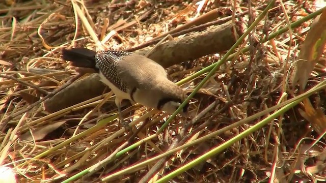 Double-barred Finch - ML200883961