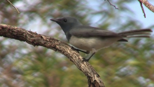 Leaden Flycatcher - ML200884021