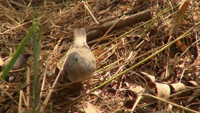 Peaceful Dove - ML200884031