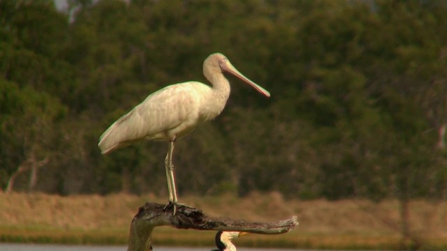 Yellow-billed Spoonbill - ML200884071