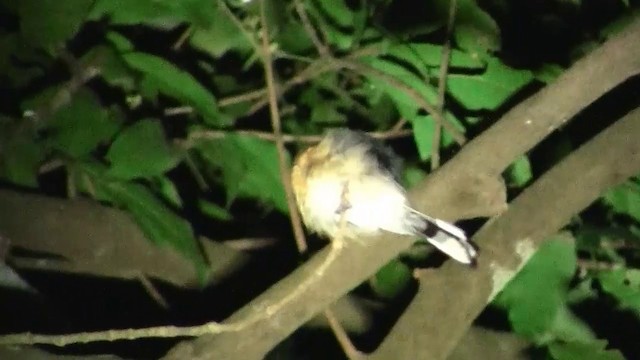 Australian Spectacled Monarch (Eastern) - ML200884151
