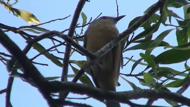 Bower's Shrikethrush - ML200884161