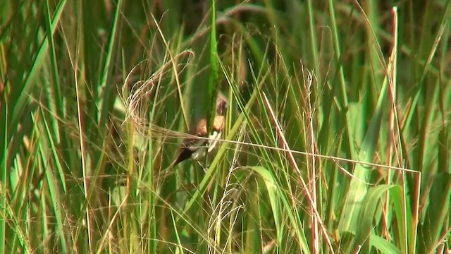 Chestnut-breasted Munia - ML200884191