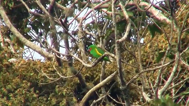 Double-eyed Fig-Parrot (Double-eyed) - ML200884231