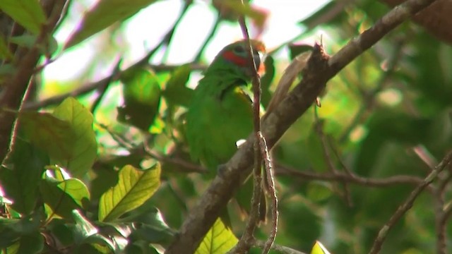 Double-eyed Fig-Parrot (Double-eyed) - ML200884241