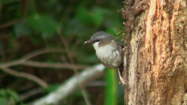 Gray-headed Robin - ML200884291