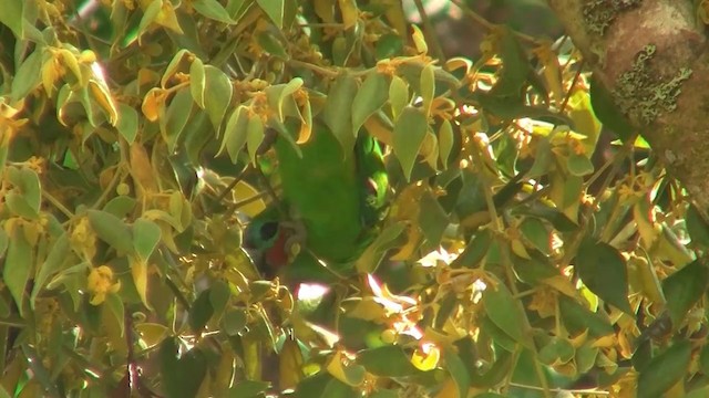 Double-eyed Fig-Parrot (Double-eyed) - ML200884301
