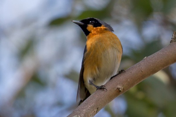 Spectacled Monarch - ML20088431