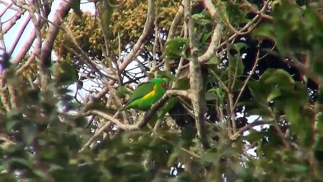 Double-eyed Fig-Parrot (Double-eyed) - ML200884311