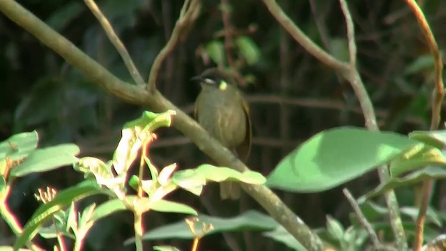 Yellow-spotted Honeyeater - ML200884431