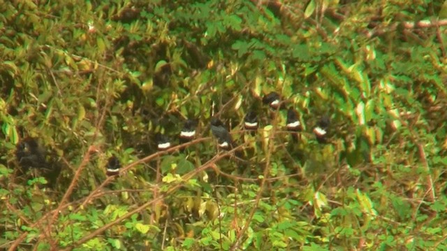 White-banded Swallow - ML200884441