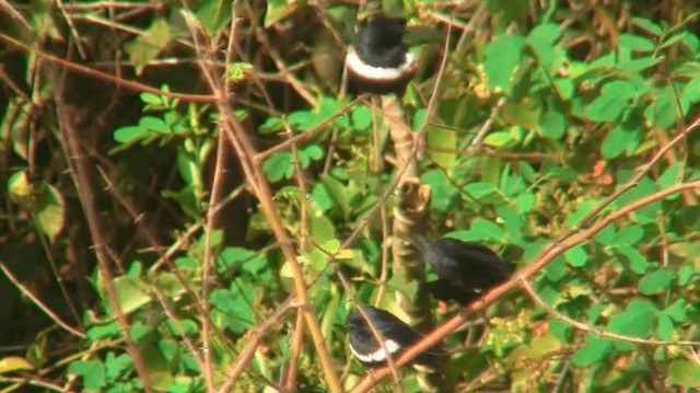 White-banded Swallow - ML200884451