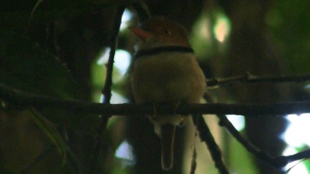 Collared Puffbird - ML200884671