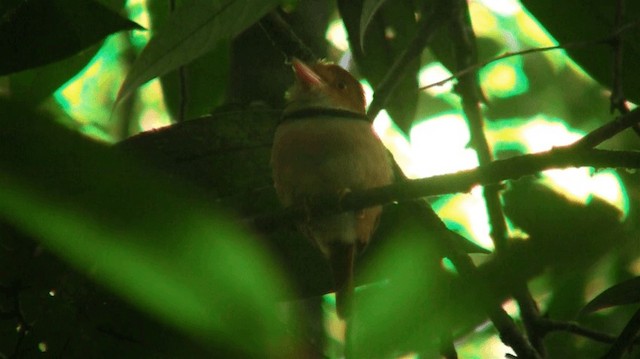 Collared Puffbird - ML200884681