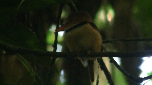 Collared Puffbird - ML200884751