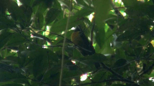 Fulvous Shrike-Tanager - ML200884761