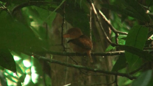 Collared Puffbird - ML200884851