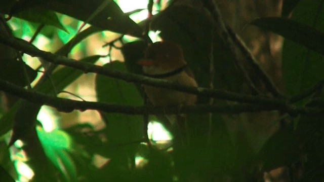 Collared Puffbird - ML200884861