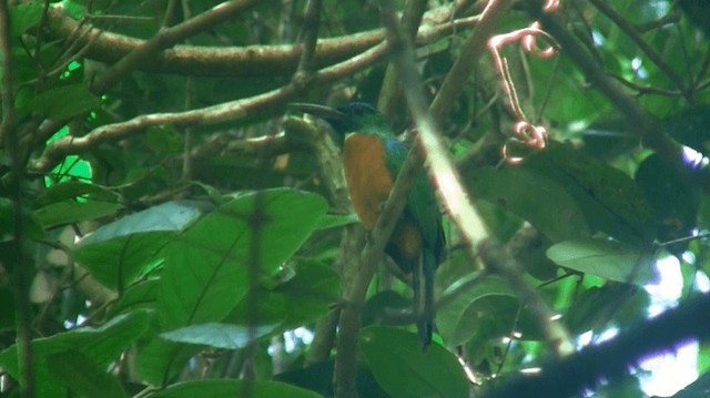 Grand Jacamar - ML200884891