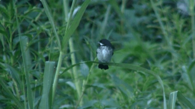 Lesson's Seedeater - ML200885061