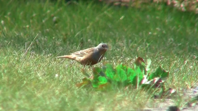 Cretzschmar's Bunting - ML200885241