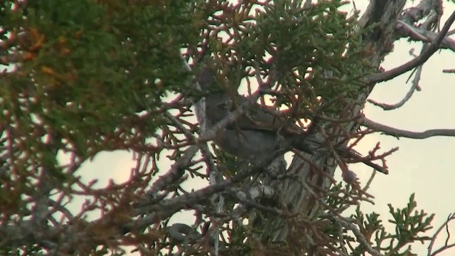 Juniper Titmouse - ML200885321