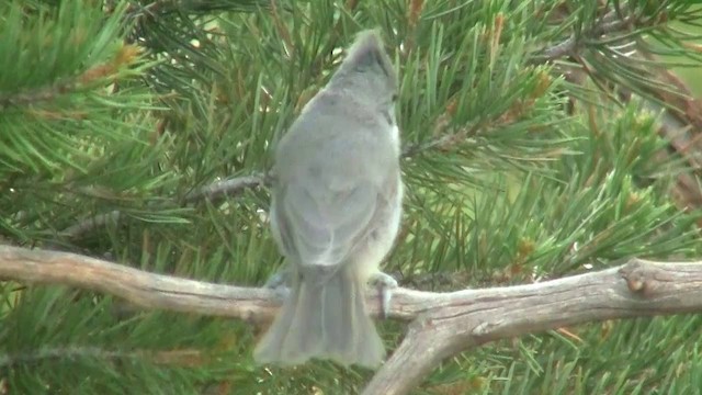 Mésange des genévriers - ML200885331