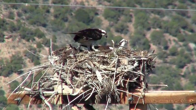 Osprey (carolinensis) - ML200885761