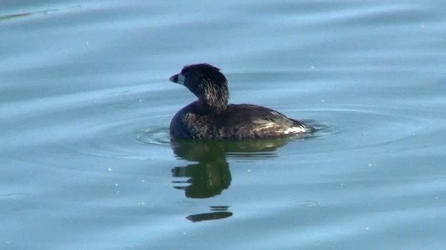 Pied-billed Grebe - ML200885821