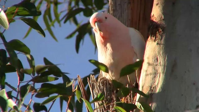 Pink Cockatoo - ML200885841