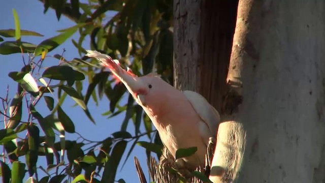 Pink Cockatoo - ML200885861