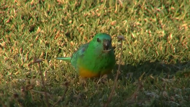 Red-rumped Parrot - ML200885881