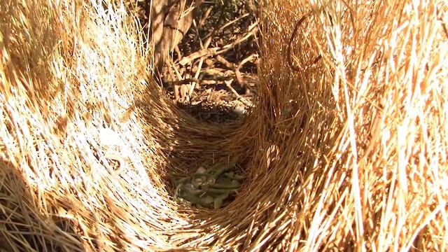 Spotted Bowerbird - ML200885931